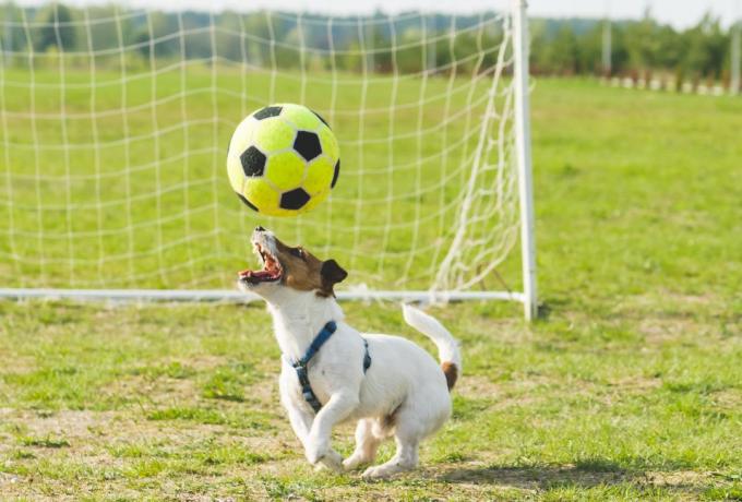 Απίθανο περιστατικό στο Κύπελλο της ΕΠΣ Δωδεκανήσου: Ακυρώθηκε γκολ λόγω σκύλου!